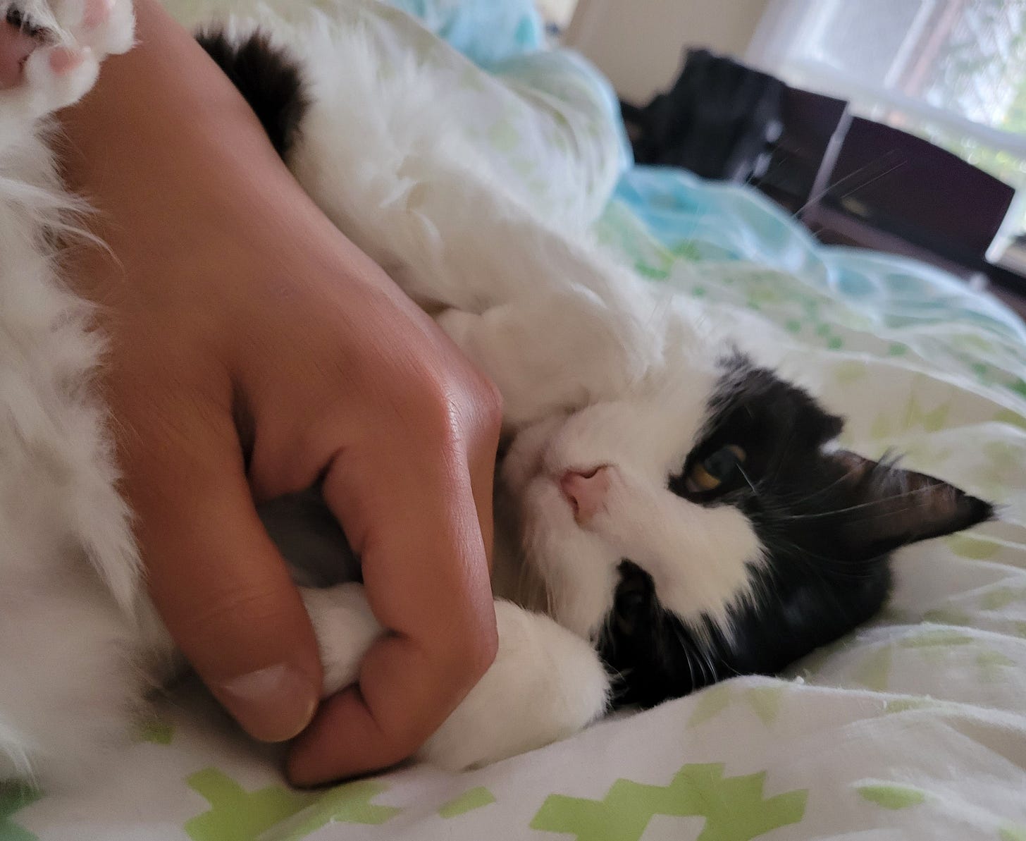 Black and white cat plays with man's hand