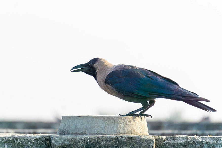 Image of a crow on a wall.