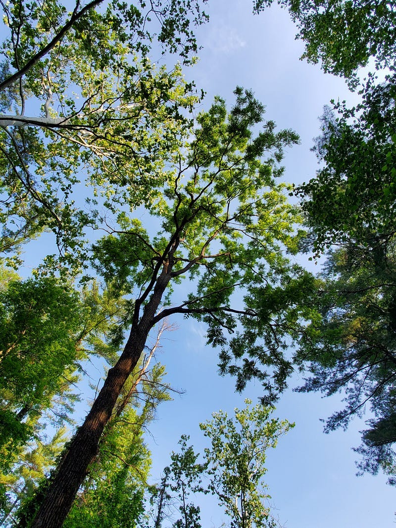 A view of the tree tops with a backdrop of a beautiful blue sky.