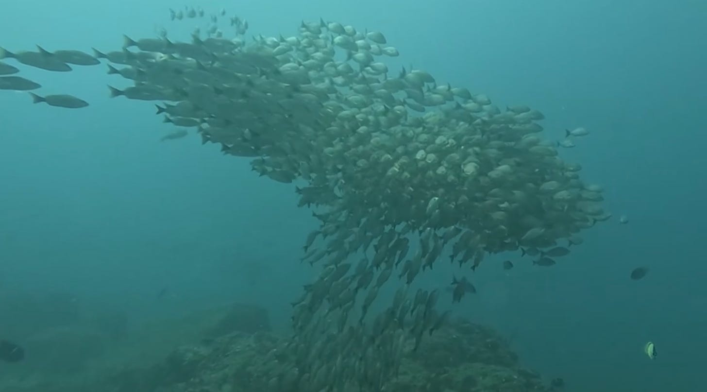 School of fish underwater.