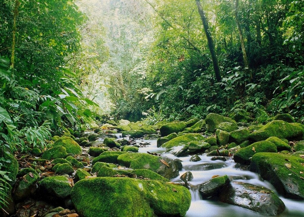 Monteverde cloud forest-Costa Rica