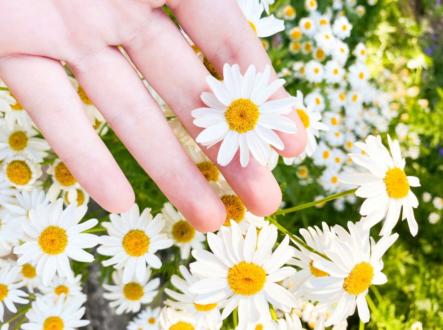 person holding white and yellow flowers
