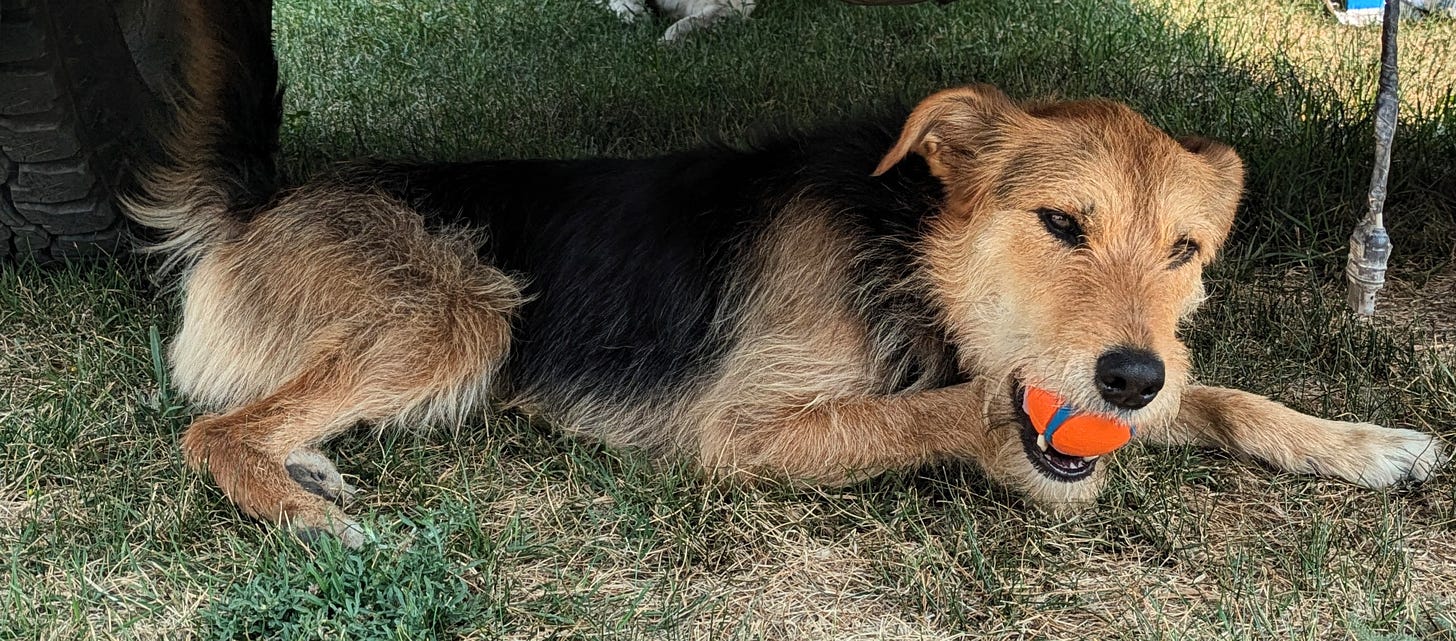 wiry haired dog laying in the shade under a vehicle, holding one or two rubber balls