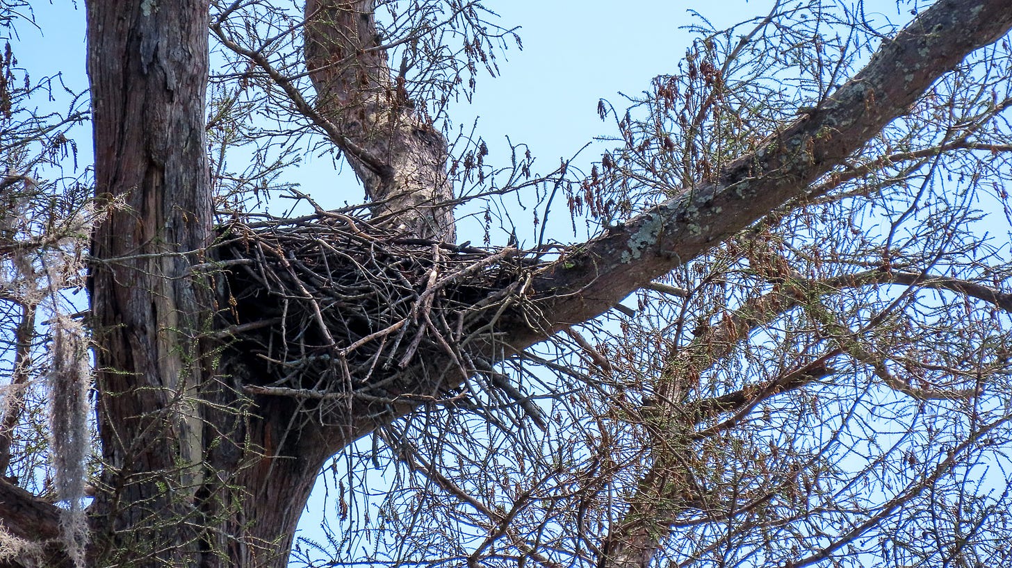 Eagle nest in a tree