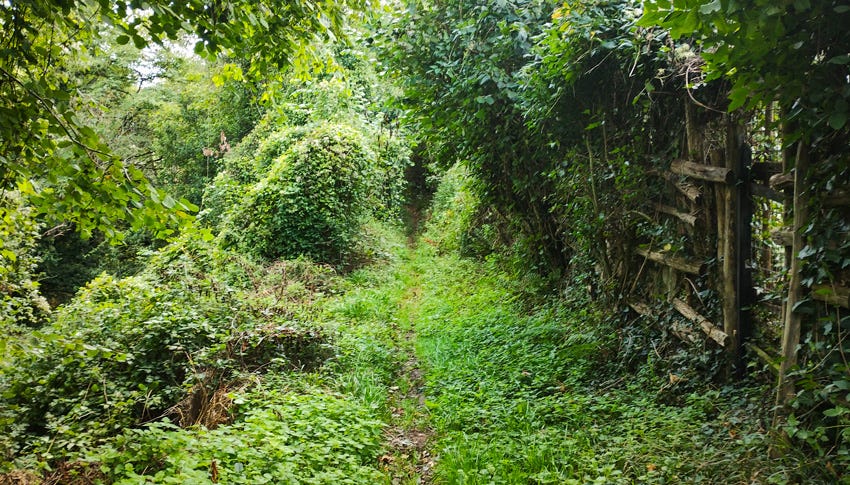 Sendero estrecho entre la vegetación y una empalizada