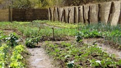 About 8 rectangular vegetable beds growing different green crops surrounded by a fence made of grass mats