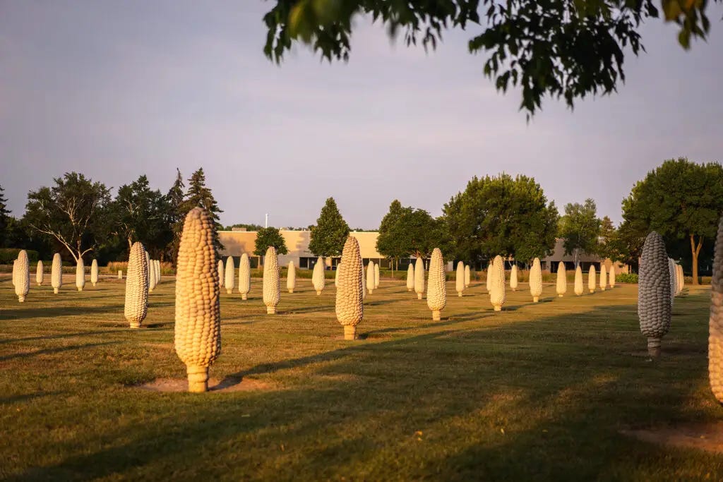 Field of Corn in Ohio