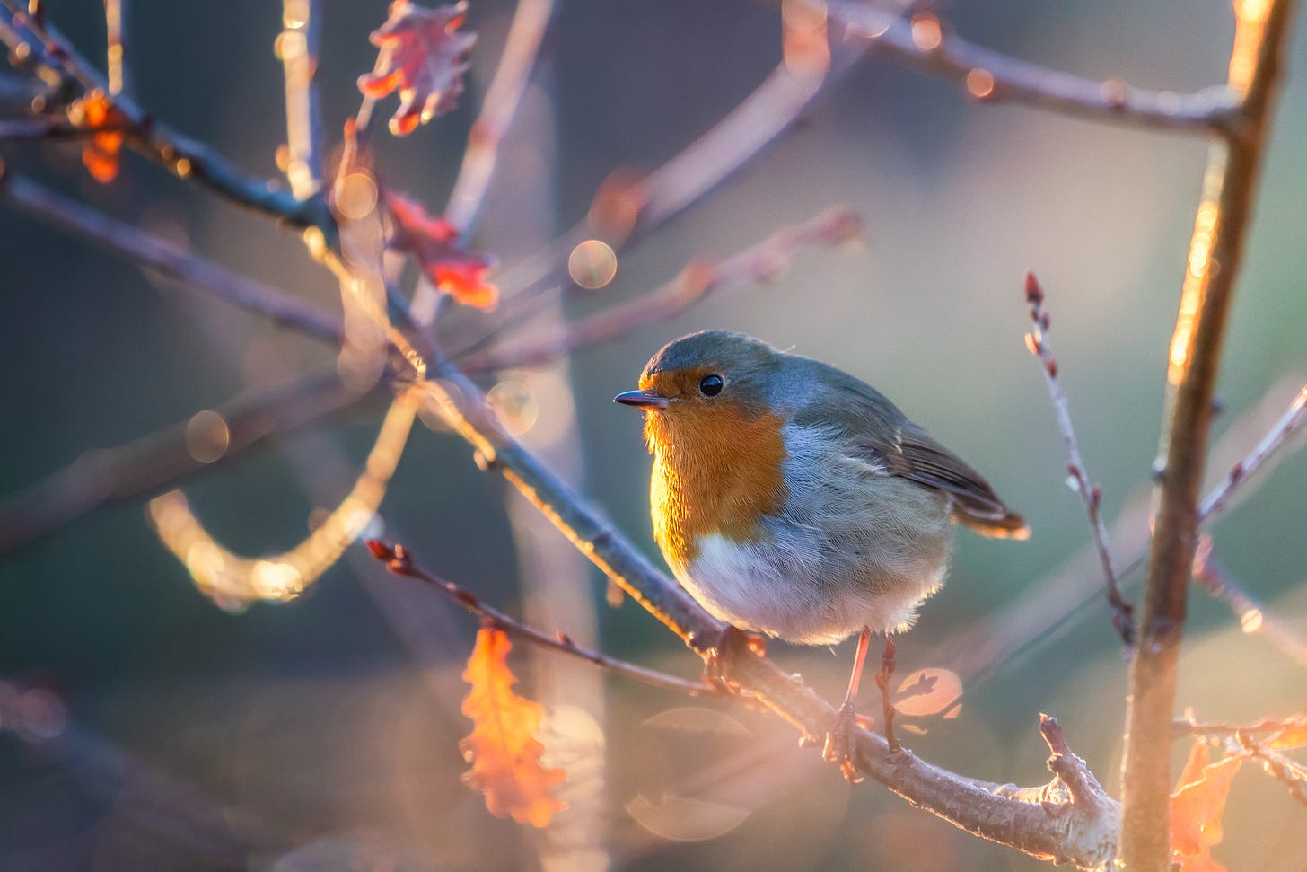 Robin with a red breast sits in the branches of a tree at sunrise on a winter morning