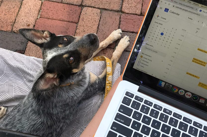 Scout the Australian cattle dog politely hanging out next to me while I work outside at the Avenue Viera outdoor mall