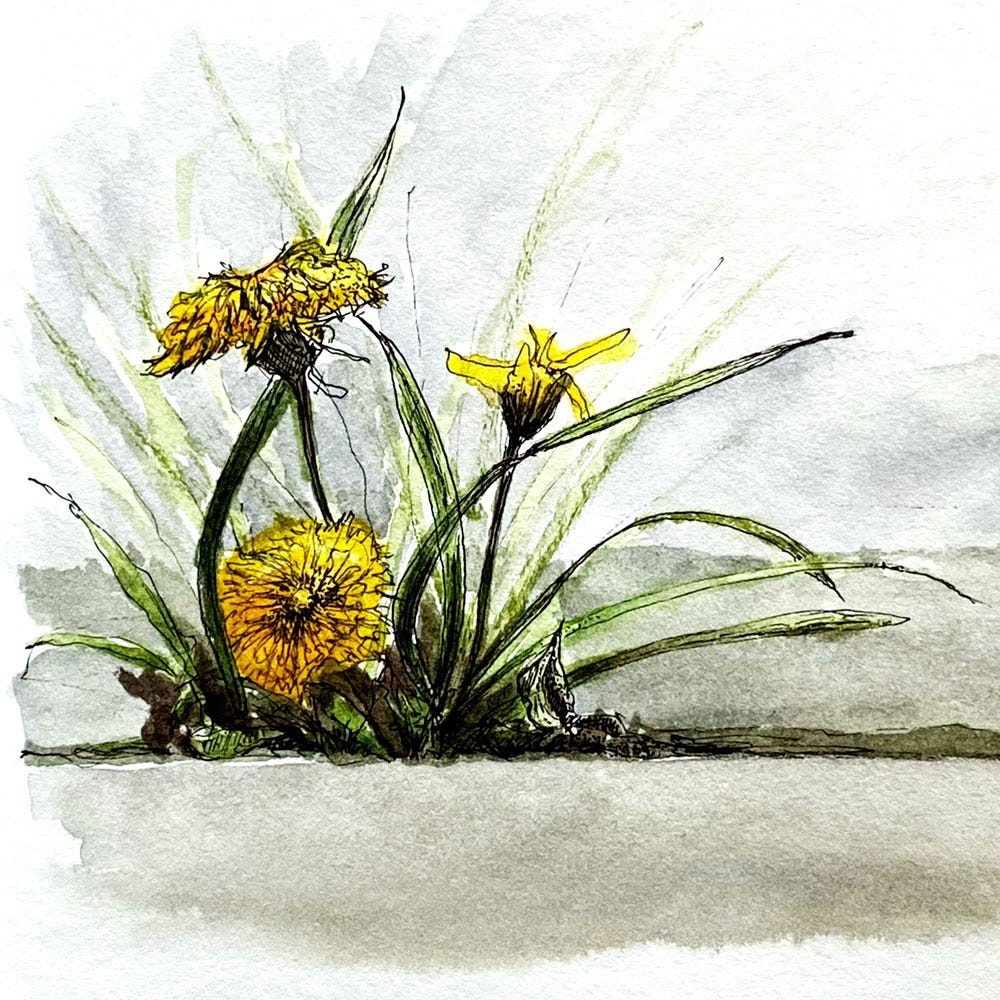 pen and watercolor illustration of weeds found in crack on a city sidewalk