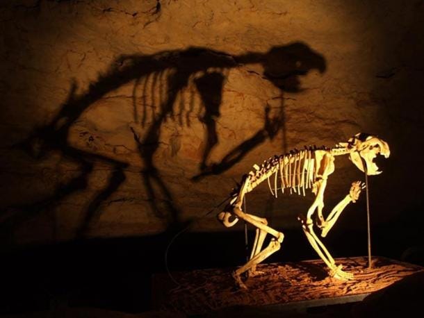 ¿Koalas asesinos? Un esqueleto de un león marsupial (Thylacoleo carnifex) en la Cueva Fósil Victoria, Parque Nacional de las Cuevas de Naracoorte. (Dominio público)