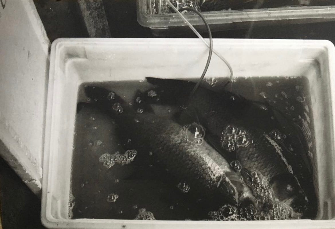 chinatown fish market, 2018 by Dee cake for breakfast