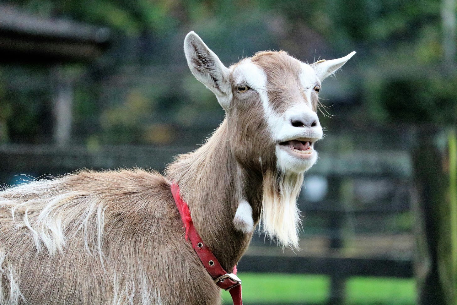 A brown and white goat with their mouth open as if to offer commentary