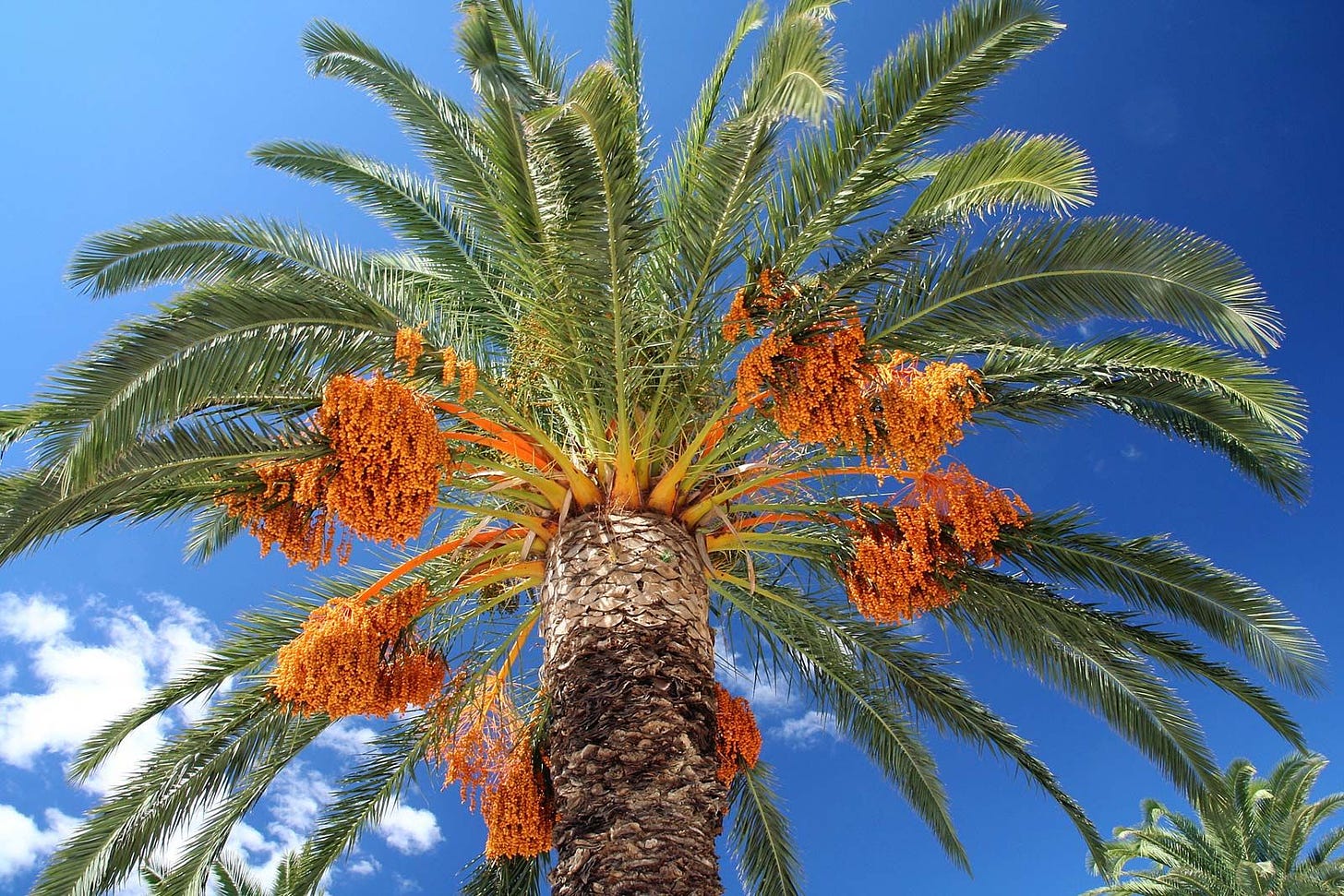 Date palm | Description, Uses, & Cultivation | Britannica