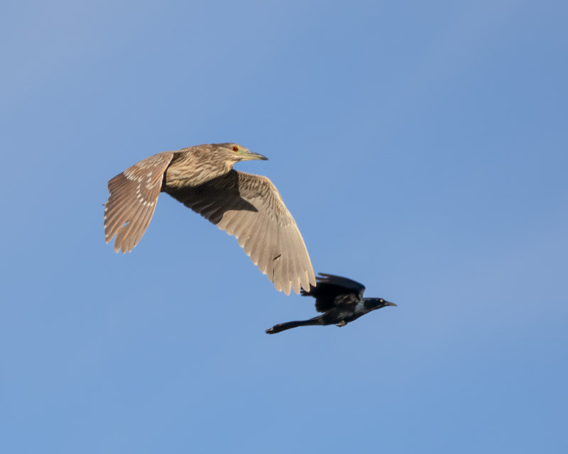 20240318-sgc-60-Edit.jpg