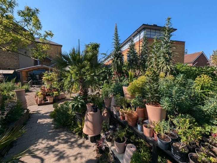 The garden filled with terracotta pots