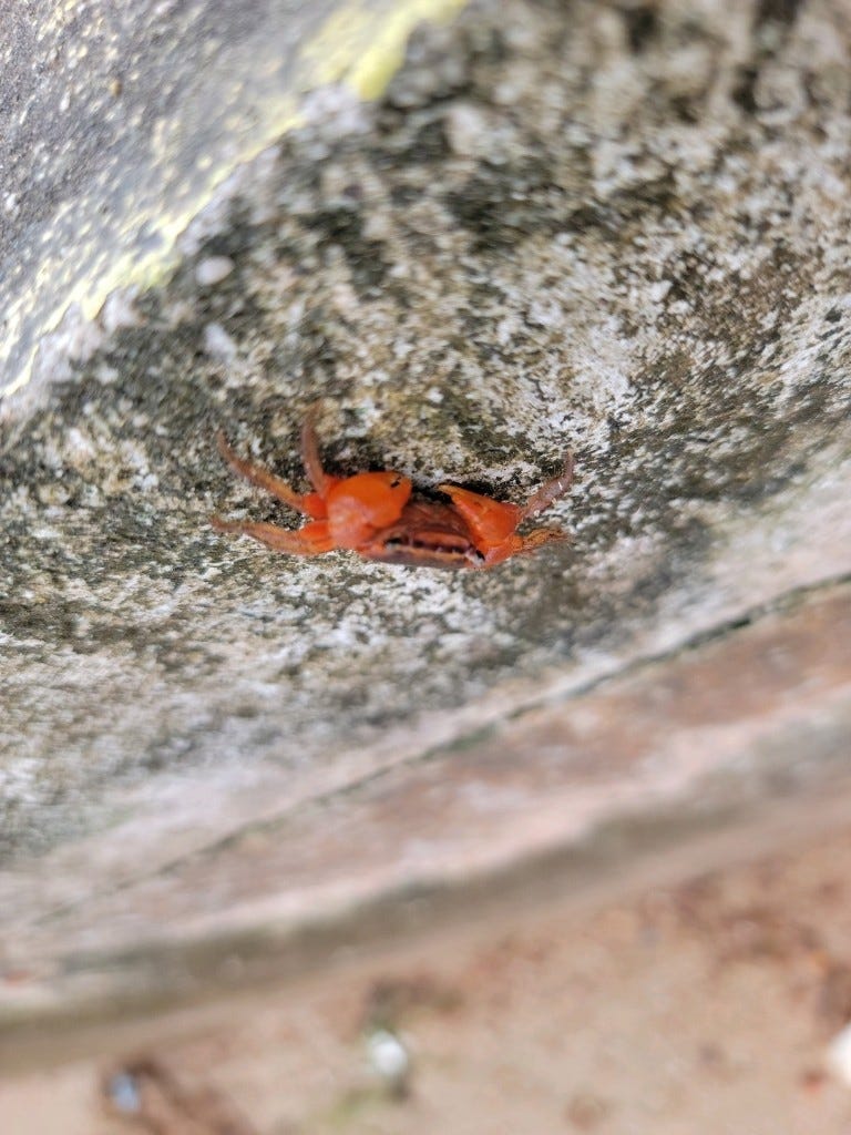 Tiny red crab on a rock.