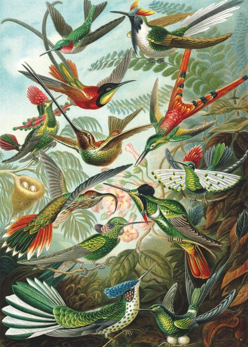 Elizabeth Gould painting of tropical hummingbirds. The painting is filled with brightly colored hummingbirds flying every which way through a tropical scene.