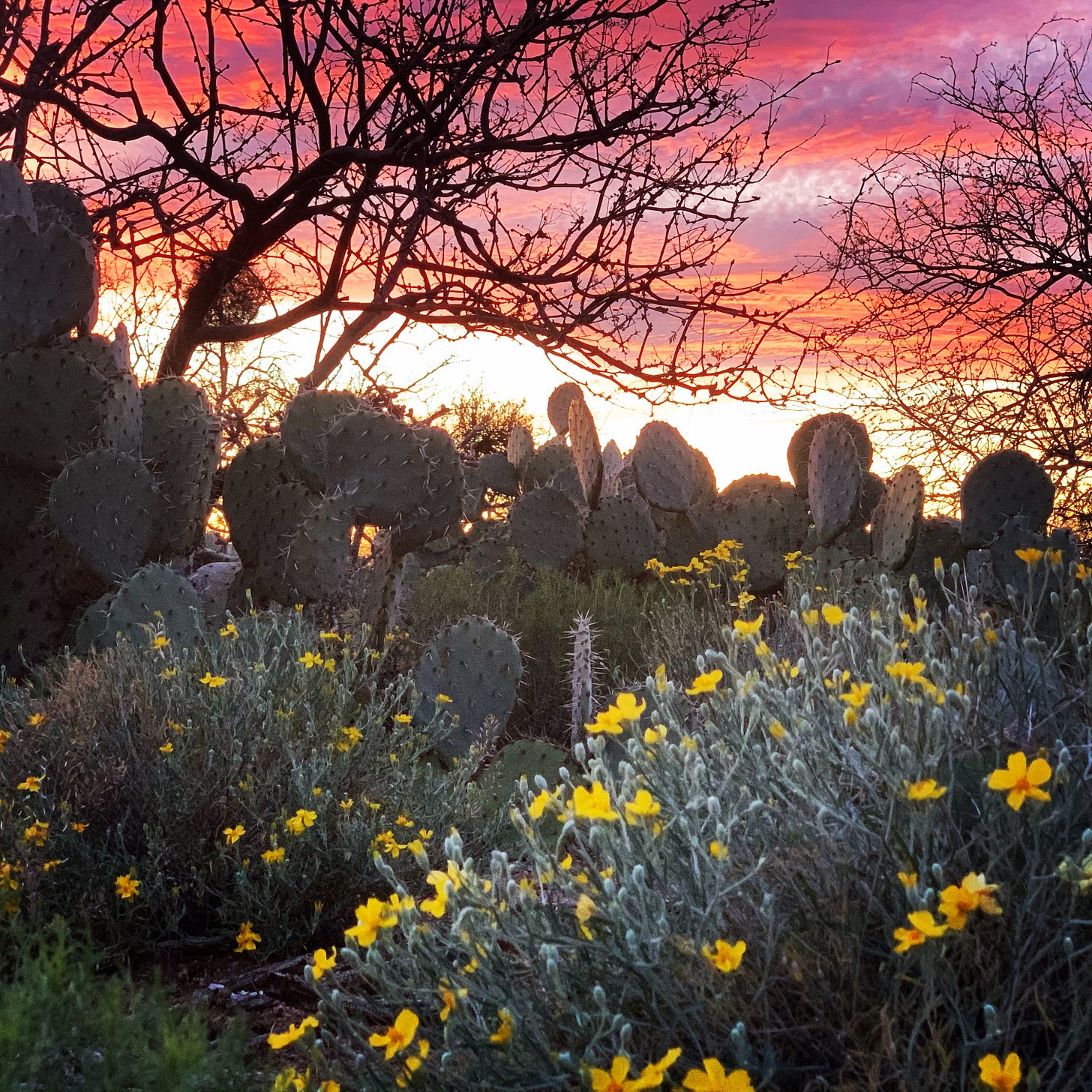 A sunset with  yellow wildflowers, a patch of prickly pear cacti, and bare mesquite trees