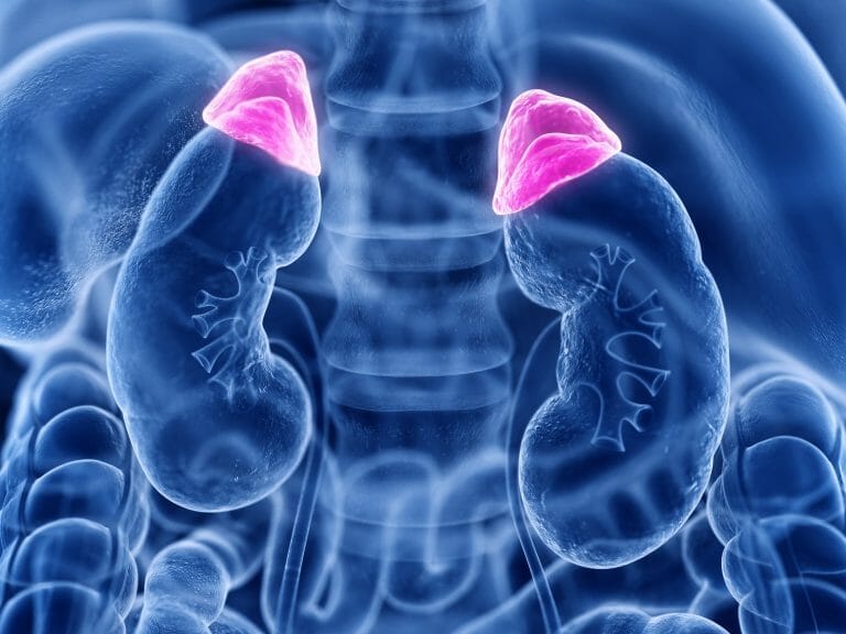 The Adrenal Glands, Producing Adrenaline, Sit On Top Of The Kidneys