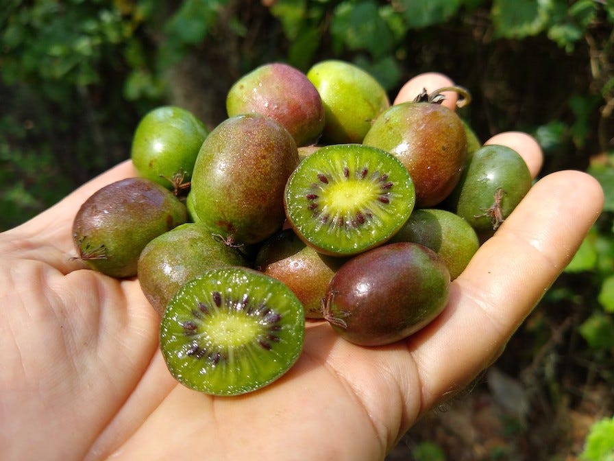 Local Backyard Fruit Kiwi Berries Southeastern MA | Unique ...