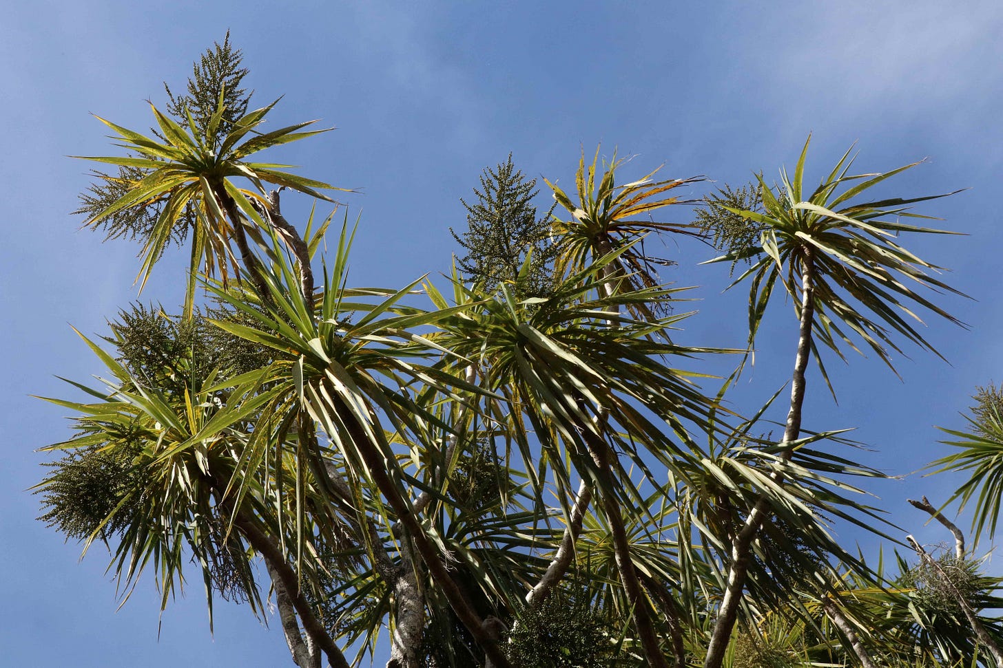 Tī kōuka trees against the sky, showing skinny branches and tufts of long leaves