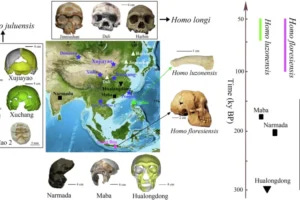 This caption explains the classification and grouping of hominin fossils: Homo juluensis (blue stars): Xujiayao, Xuchang, Xiahe, Penghu, Denisova, and Tam Ngu Hao 2. Homo longi (white triangles): Harbin, Dali, and Jinniushan. Homo floresiensis (pink diamond): Liang Bua. Homo luzonensis (green circle): Callao. Hualongdong (black inverted triangle), previously grouped with H. longi, is treated separately pending further investigation. Maba and Narmada (black squares), often considered a distinct population, may eventually be classified as H. neanderthalensis or given a new taxonomic name after further analysis. Details on type specimens and sites for the four species—H. floresiensis, H. luzonensis, H. longi, and H. juluensis—are provided in the accompanying box.