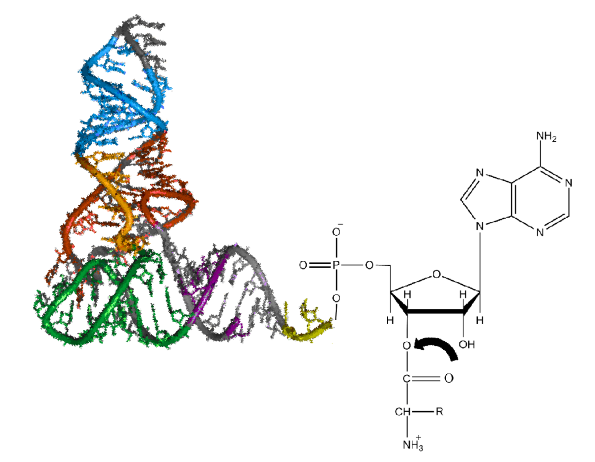 Aminoacyl-tRNA - Wikipedia
