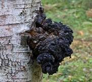 How to Harvest Chaga Mushrooms - Chaga Insight