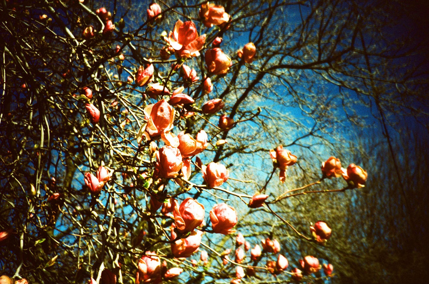 A saturated photograph of a tree with pink flowers on it.