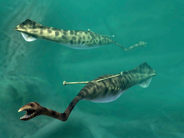 Group of Tully Monsters swimming Group of Tully Monsters swimming