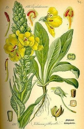 Golden Poppy Blog - Mullein Materia Medica | Botanical drawings, Botanical  illustration, Plants