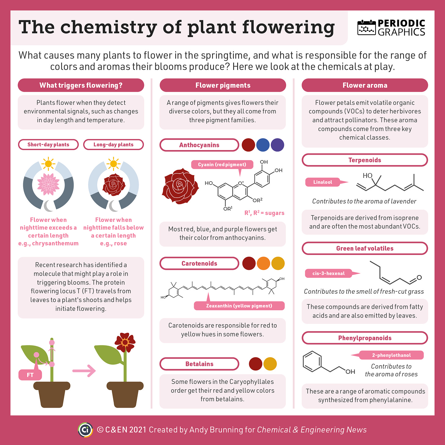 A three-column infographic focusing on various aspects of flower chemistry.   The first column examines what makes plants bloom. Plants flower when they detect environmental signals, such as changes in day length and temperature. The substance that triggers flowering is known as florigen. For decades, it was a hypothesized substance, but recent research has identified a protein, flowering locus T, that travels from leaves to a plant's shoots and helps initiate flowering.  The second column looks at the pigments that give flowers their color. These pigments come from three families. Most red, blue, and purple flowers get their color from anthocyanins. Carotenoids are responsible for red to yellow hues in some flowers. Some flowers in the Caryophyllales order get their red and yellow colors from betalains.   The third column examines flower aroma. Flower petals emit volatile organic compounds (VOCs) to deter herbivores and attract pollinators. These aroma compounds come from three key chemical classes. Terpenoids are derived from isoprene and are often the most abundant VOCs. Green leaf volatiles are derived from fatty acids and are also emitted by leaves. Phenylpropanoids are a range of aromatic compounds synthesized from phenylalanine.