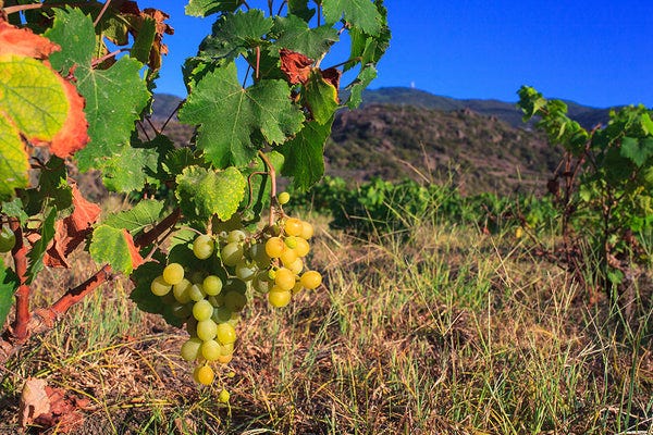 zibibbo grapes growing on a vineyard in Sicily