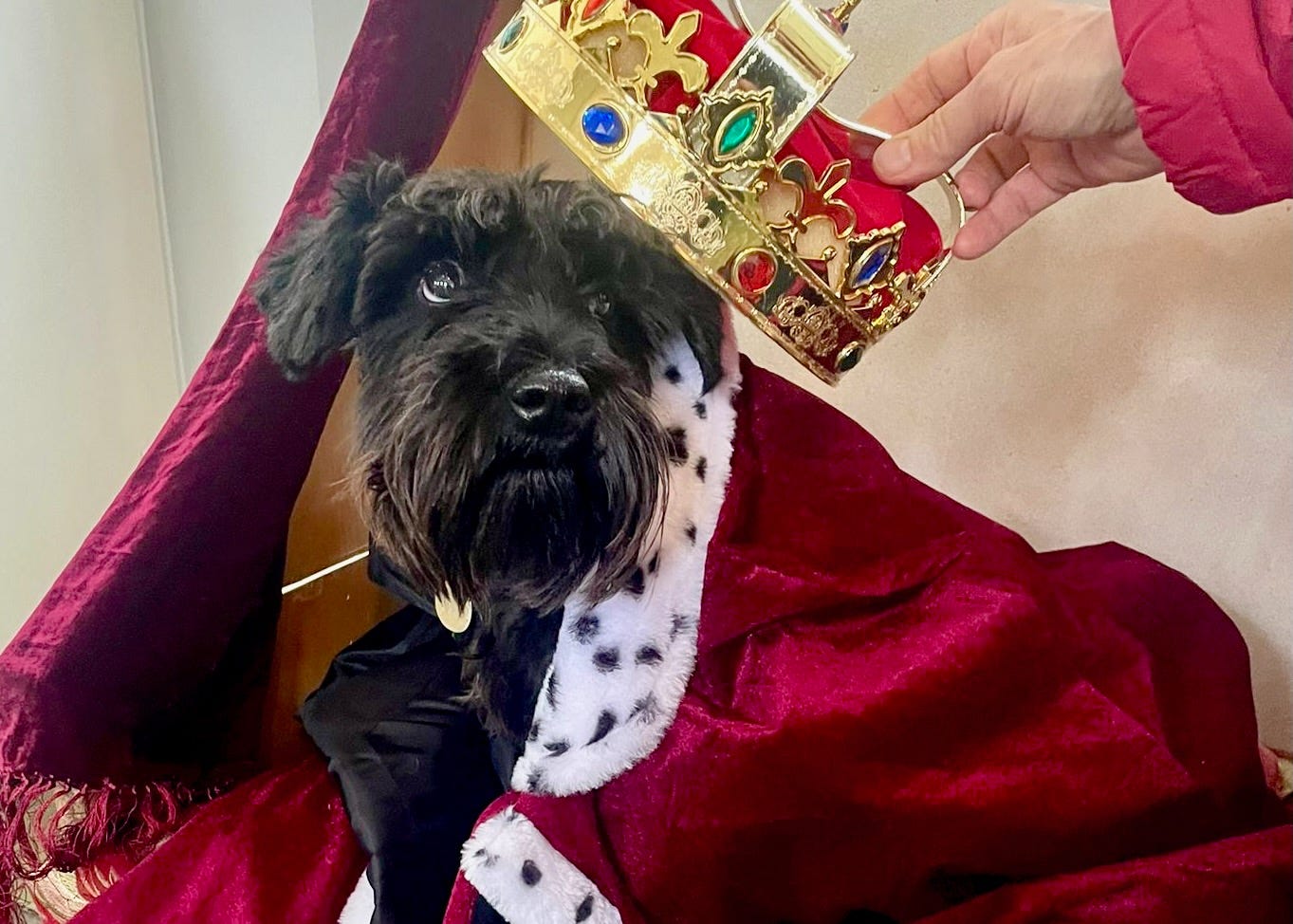 Dog on royal throne being crowned