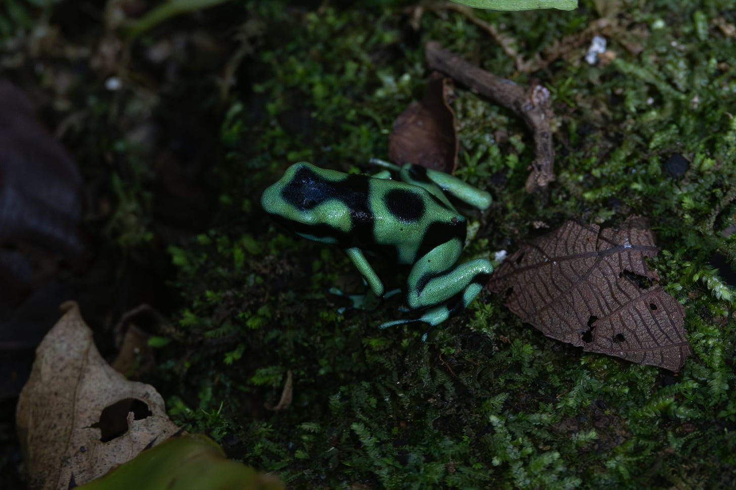 a mint green-colored frog with a pattern of black markings (a black circleo n its back, a black band on its nape which connects to a black cap) sitting on moss facing left