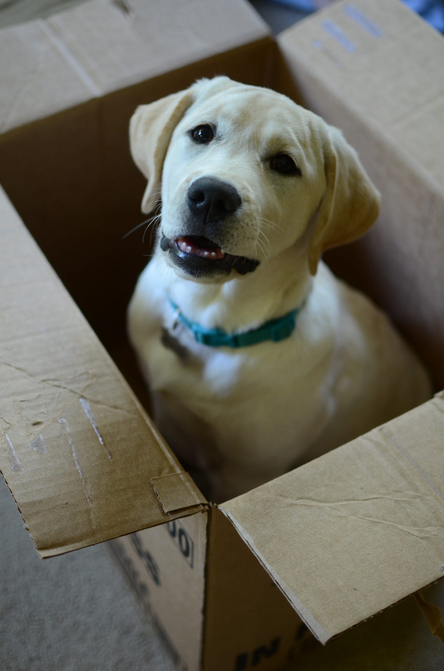 A yellow Labrador retriever puppy sits in a cardboard box. She's missing her two bottom teeth.