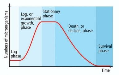 Bacterial_growth