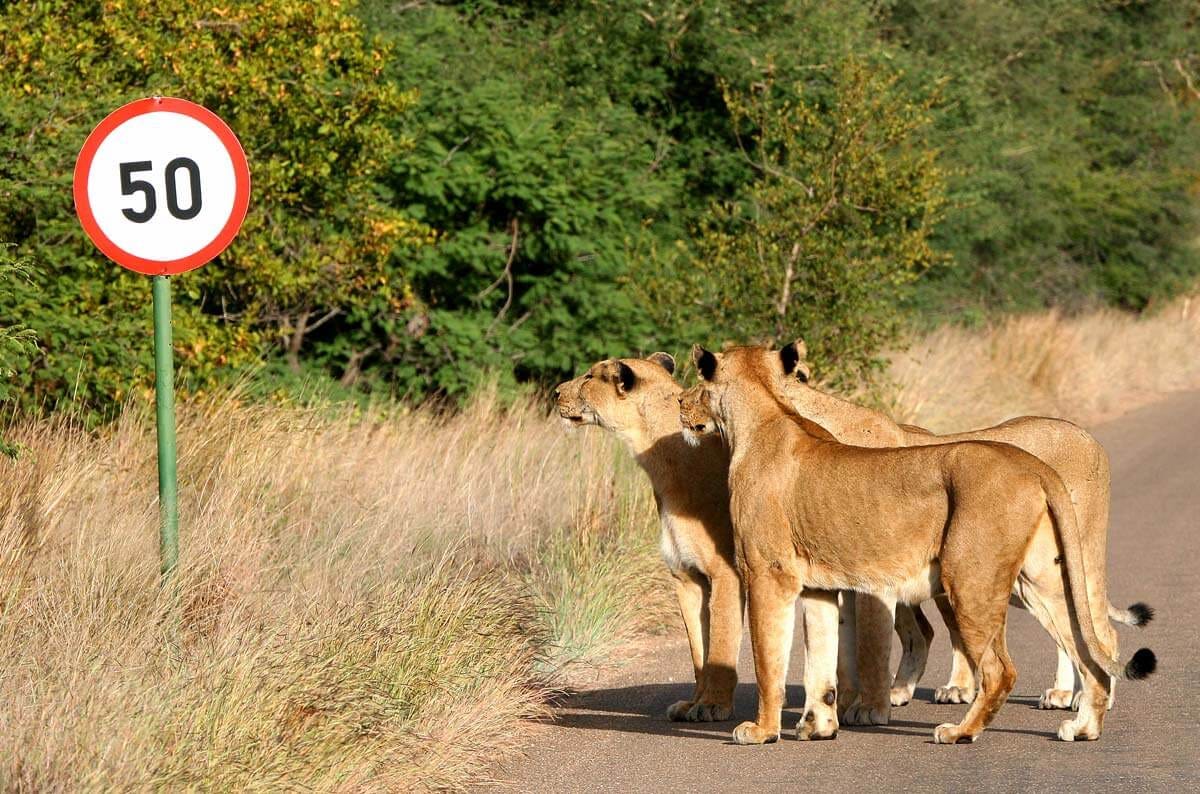 Photograph of lions appearing to stare at traffic sign