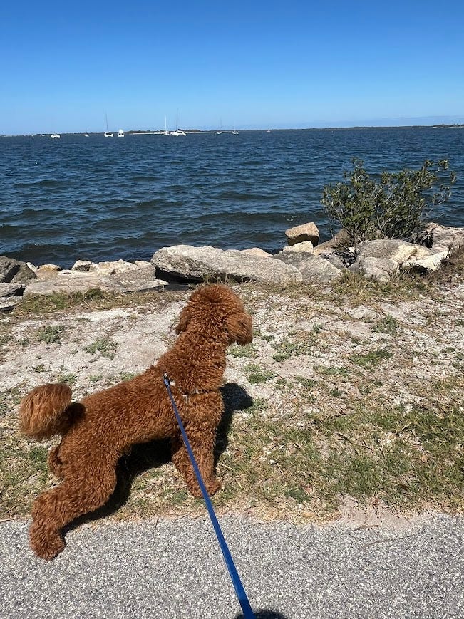 Photo of a dog named Hades, a brown/red labradoodle staring out to sea (the river). There are boats in the distance. 