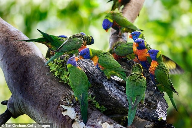vírus misterioso mata centenas de Lorikeet na Austrália, síndrome de paralisia de Lorikeet, vírus misterioso mata centenas de Lorikeet na Austrália síndrome de paralisia de Lorikeet pode 2020