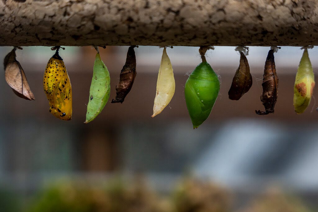 a photo of a row of chrysalises hanging from a tree branch