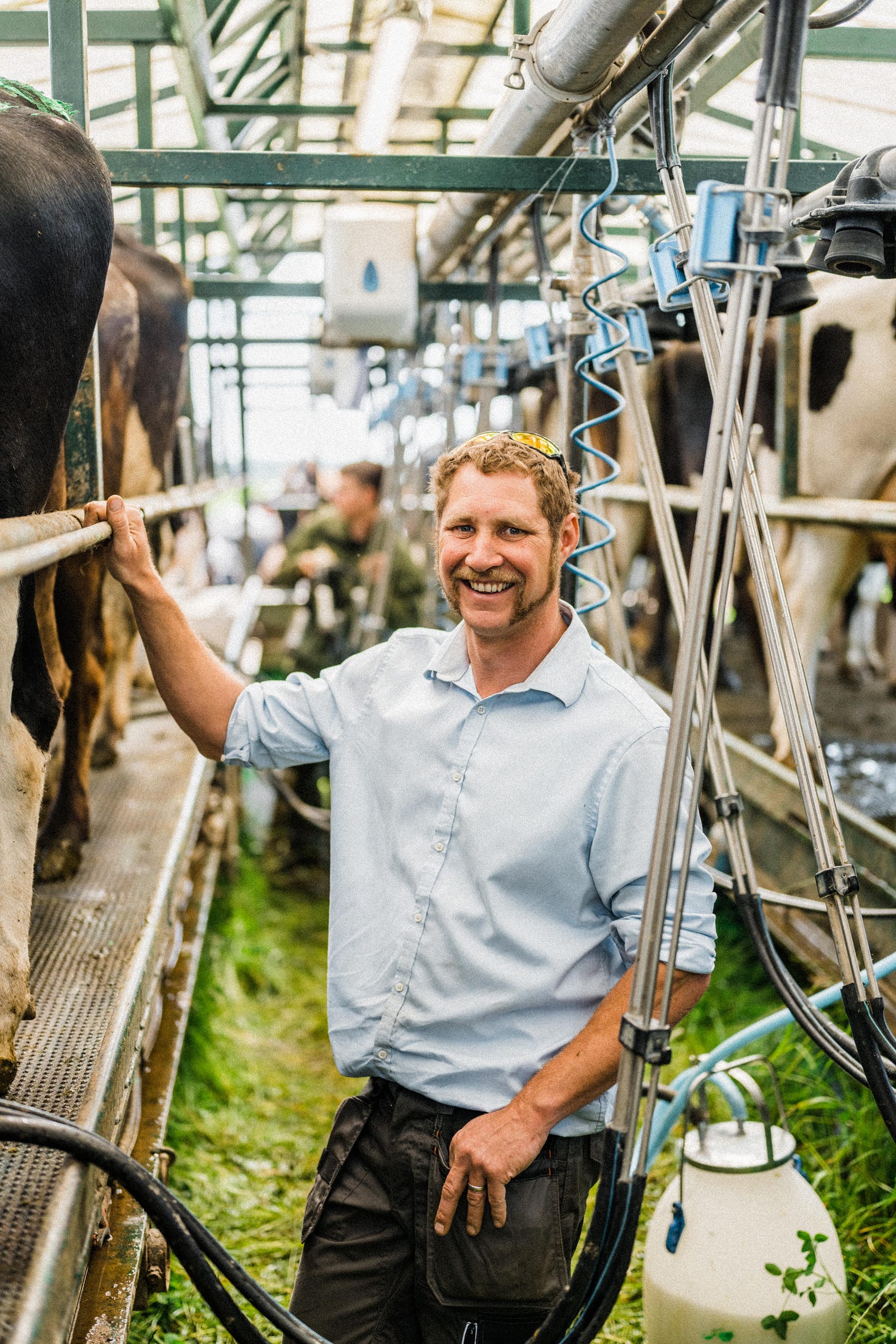 Tim in the mobile milking parlour at Kingsclere Estates