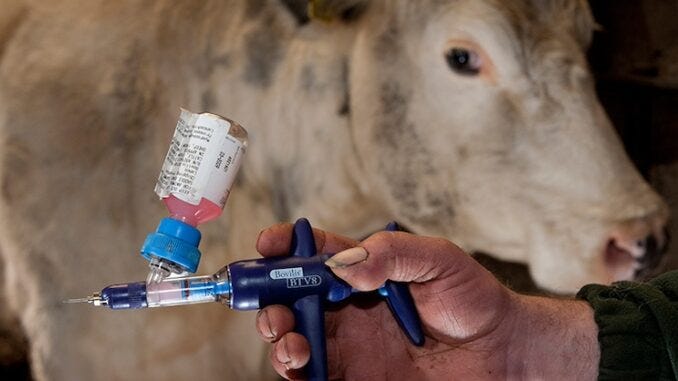 Bill Gates unveils new mRNA jabs for cows.