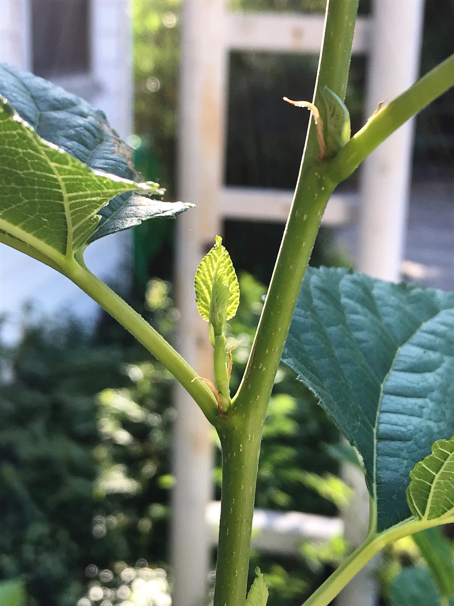 A tiny new leaf. This sapling will have to go, it's in a flowerbed. I can date when the garden here was left to rack and ruin by the young trees: three years. I'll begin the massive chore of clearing them in the fall. 