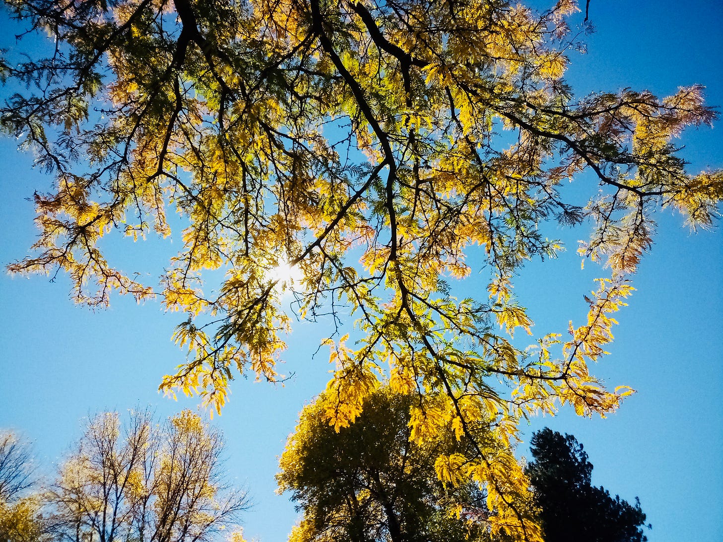 Yellow fall leaves on a branch backed by bright blue sky