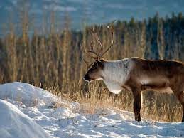 Last caribou in lower 48 US states all but extinct: 'The herd is functionally lost' | Canada | The Guardian Last caribou in lower 48 US states all but extinct: 'The herd is functionally lost' | Canada | The Guardian
