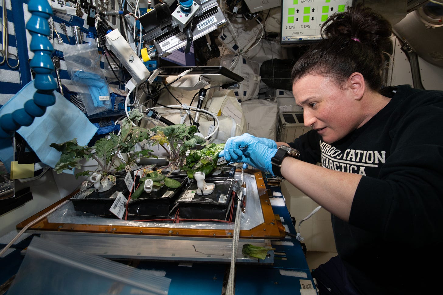 A female astronaut plucks green leaves from a vegetable tray in a cluttered corner of the International Space Station.