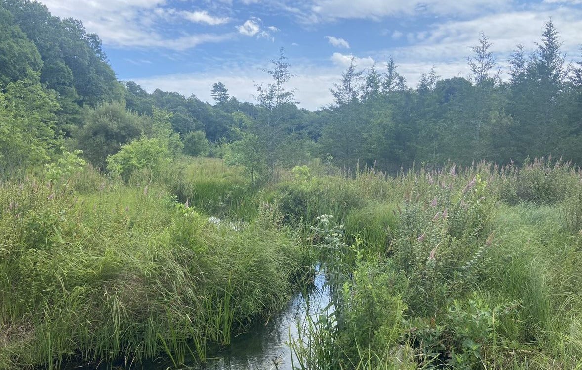Photo of a lush wetlands area in Massachusetts, with flowing water and thick green vegetation