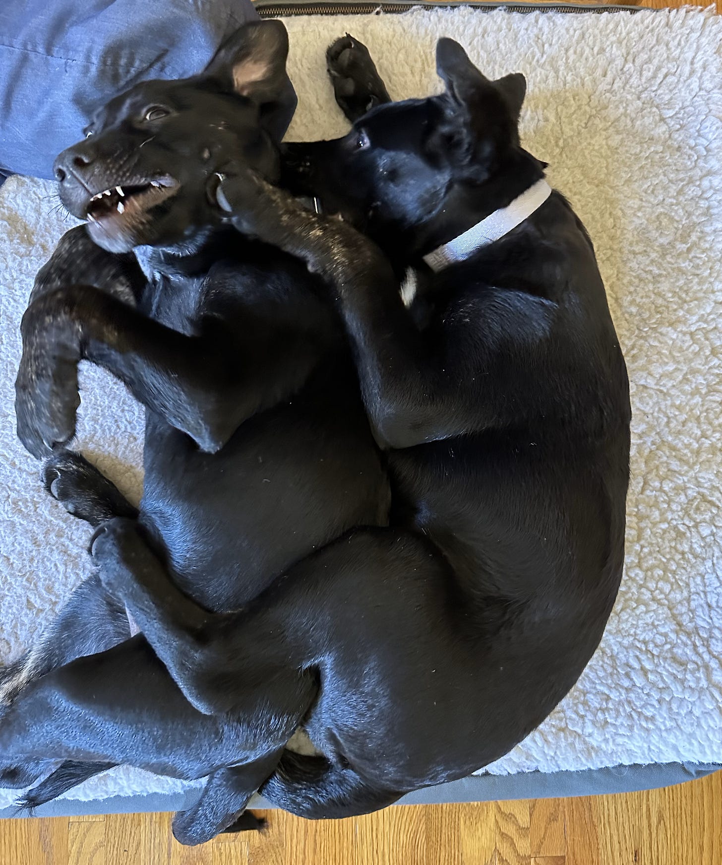 2 black puppies wrestle on a white dog bed